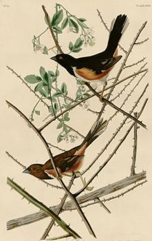 John James Audubon : Towhe bunting